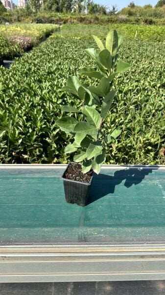 50 Adet Aronia Fidanı