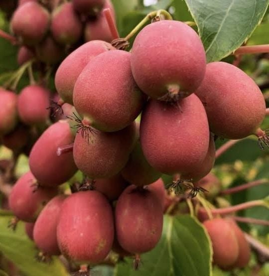 Ananasnaya mini kivi fidanı