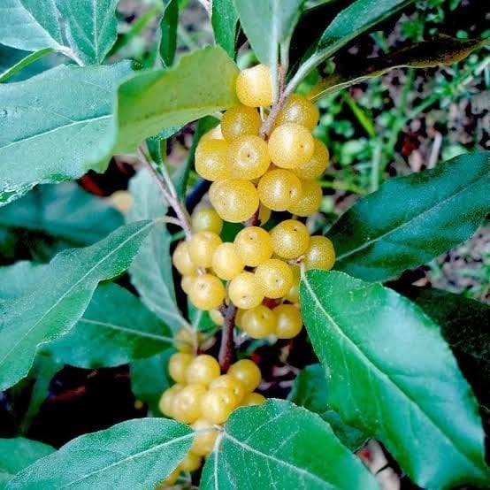 Sarı Güz Zeytini Fidanı