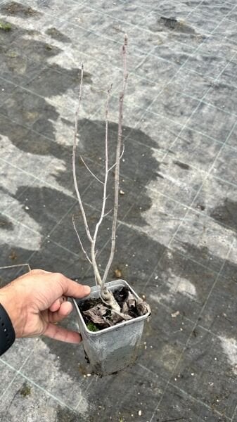 Saskatoon Berry
