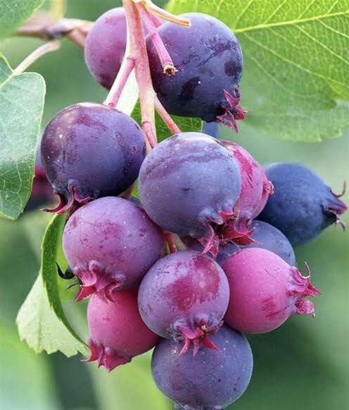 Saskatoon Berry