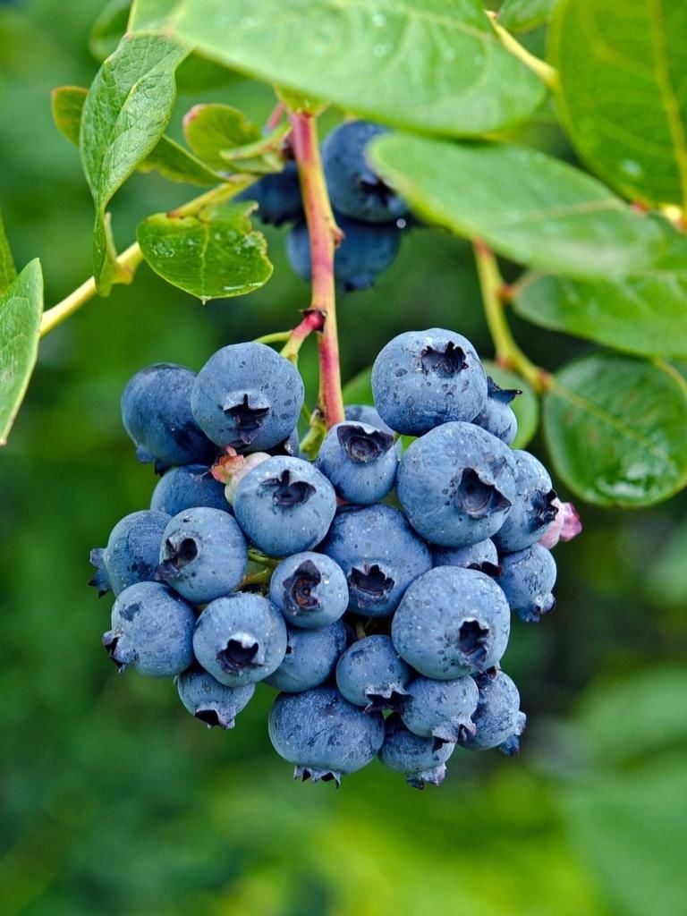 3 Yaşlı Yaban Mersini Fidanı