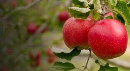 Açık Kök<br>Meyve Fidanları