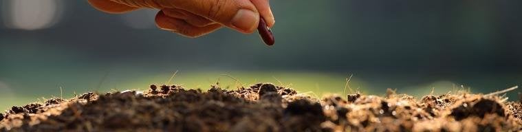 Tohum<br>Çeşitleri