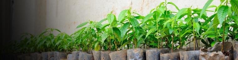 Toptan Meyve<br>Fidanları