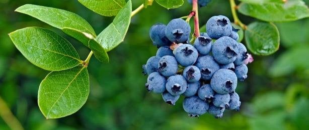 Yaban Mersini<br>Fidanı